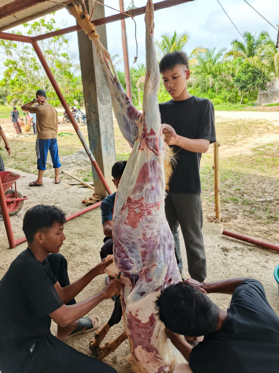 Santri Turut Andil dalam Proses Pemotongan Hewan Qurban Idul Adha 1446H